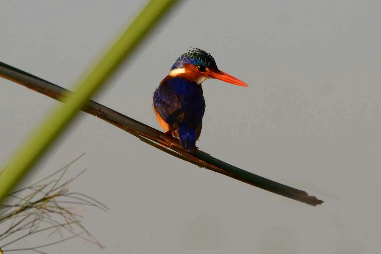 Malachite Kingfisher